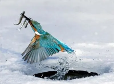 Celui-l, vous ne pouvez pas le manquer, c'est le martin-pcheur !