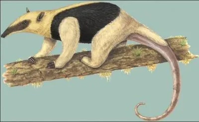 Moins connu, mais identifiable tout de mme, le petit fourmilier ou tamandua !