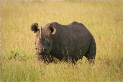 Sur cette photo, vous pouvez admirer le rhinocros noir, il a une diffrence anatomique avec le rhinocros blanc, due  son alimentation : la forme de ses lvres !