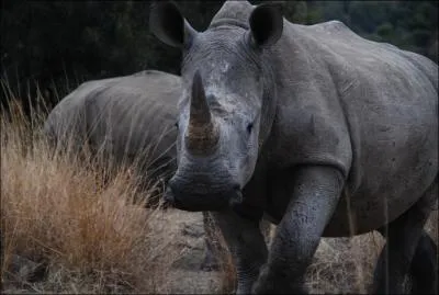 Partant de ce principe, je me vois oblig de vous affirmer que le rhinocros de cette photo est un rhinocros blanc !