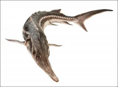 Ses oeufs sont rputs dans le monde entier, il s'agit de l'esturgeon blouga !