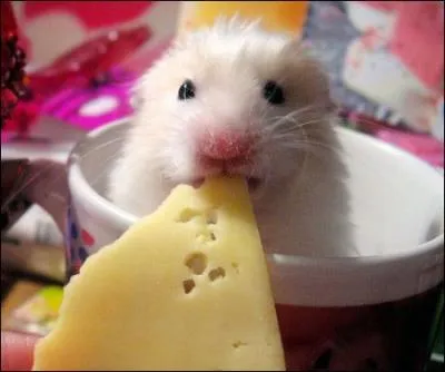 Facile  identifier, peut-tre mme en avez-vous une chez vous, c'est une gerboise !