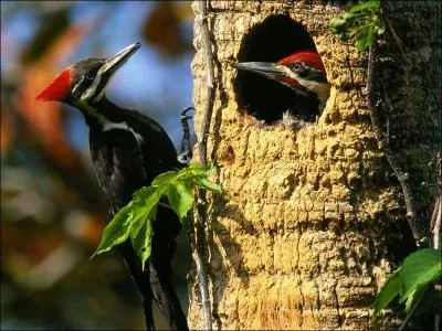 Cet oiseau est une pie griche !