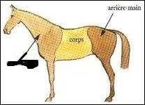 Le jarret fait partie de l'avant-main.
