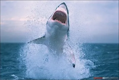 C'est un sentiment formidable, que l'on ressent aprs la russite d'un projet !