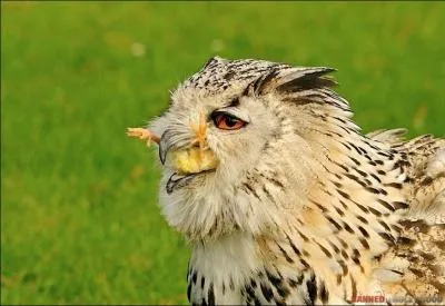 On prtend que c'est un vilain dfaut, mais ce hibou n'a pas l'air d'accord, pour lui c'est une obligation vitale !