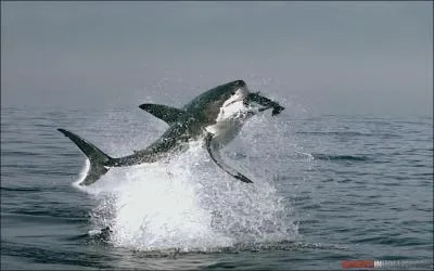 J'ai le sentiment que cette question va vous poser problme : Quel est cet animal prdateur ?