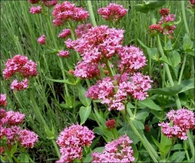 Le nom de cette plante, qui voque le prnom de la fille d'un ancien prsident de la Rpublique franaise, peut tre crit avec certaines des lettres qui composent le nom d'une principaut. Laquelle ?