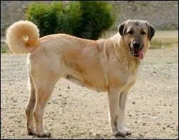 Ce chien est un Kangal, mais quel est son autre nom ?