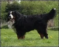 Ce magnifique chien est un...