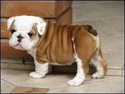 Quelle est la race de ce chien ?