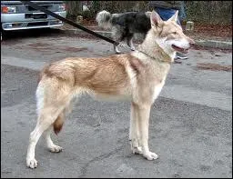 Celui-l, c'est un...