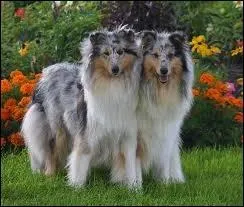 Son homologue miniature est un shetland, donc celui-ci est un...