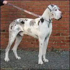 Celui-l est qualifi de gentil gant, qui est-il ?