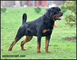 Ce chien anciennement appel  bouvier allemand  est un...