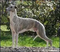 Lui aussi est connu dans les cynodromes, mais il est moins rapide que le greyhound, qui est-il ?