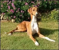 Celui-ci est connu pour la chasse  vue de leurre. C'est un...