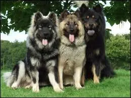 Ce chien de traneau est un...