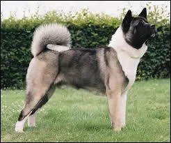 Comment s'appelle cette race ?