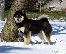 Ce petit chien asiatique est un...