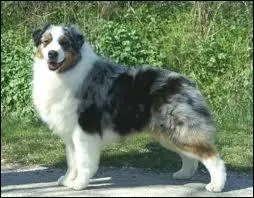 Ce chien de berger est un...