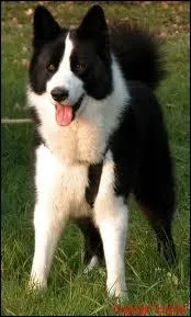 Ce chien de traneau est un...