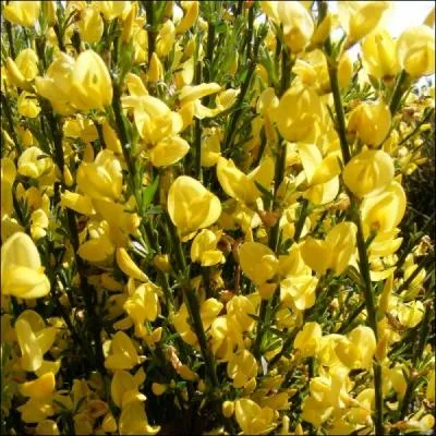 Quelles sont les parties les plus toxiques du gent ?