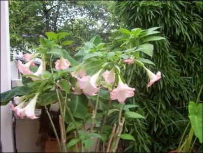 Quel est le nom de cette plante toxique ?