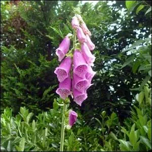 Comment s'appelle cette plante toxique ?