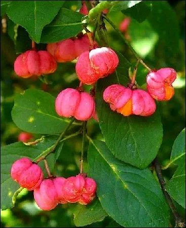 A quelle plante toxique appartient ce fruit ?