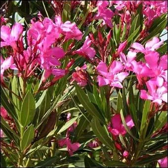 Les feuilles du laurier rose, peuvent-elles entraner la mort ?