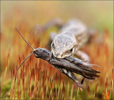 Quel animal vient de capturer cette sauterelle ?