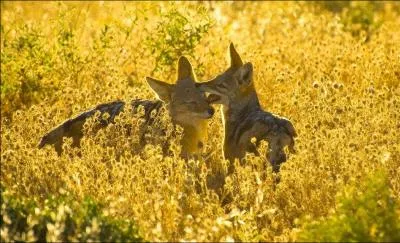 C'est un petit canid, que l'on ne trouve qu'en Afrique, en Asie et depuis quelques temps, en Europe, vous connaissez srement son nom ...