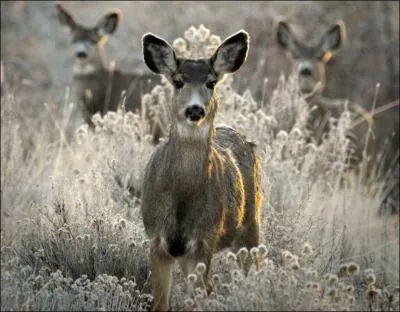 Cet animal est prsent, lui, depuis bien longtemps dans nos forts franaises, ses effectifs sont mme en augmentation, il s'agit ...