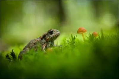 Trs utile dans nos jardins, ce petit animal frquente surtout les plans d'eau pour mener  bien sa reproduction, de quel animal s'agit-il ?