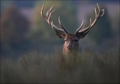 Il est une suite logique de la question numro 3, quel est cet animal ?