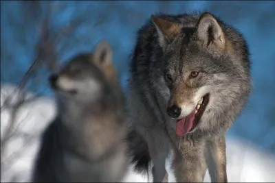 Dans quelle province franaise a-t-on souponn le loup d'tre une bte monstrueuse qui assassinait, dvorait et mme, pour certaines, violait des jeunes filles et des enfants ?