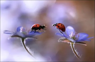 Quel est le nom populaire de la coccinelle ?
