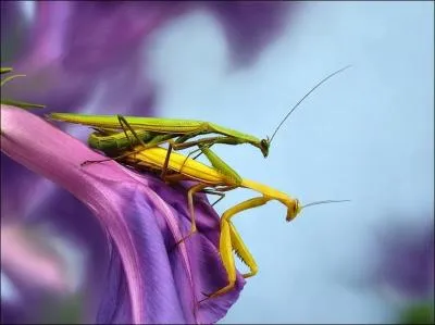 Le mle de la mante religieuse court le risque de se faire dvorer durant l'accouplement, mais la nature a tout prvu, il dispose d'une capacit pas banale !