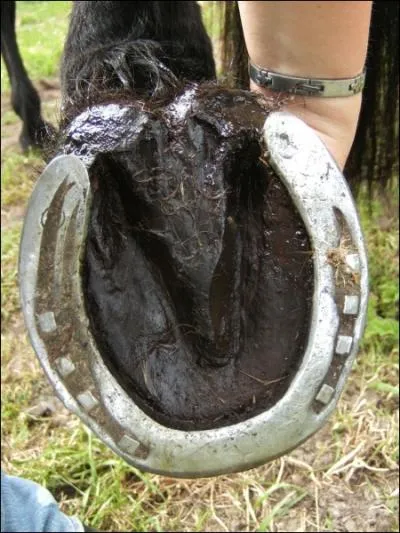 L'utilisation du cure pied s'effectue ...