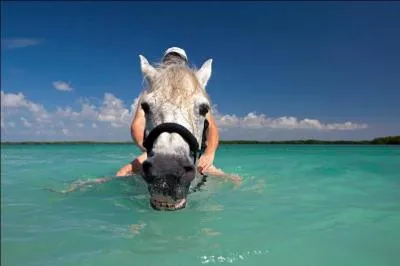 Quelle activit questre n'existe pas ?