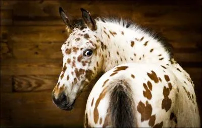 Quelle robe fait partie de la famille du bai ?