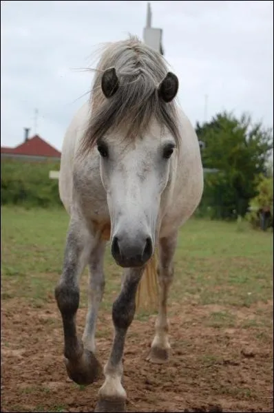 Que va faire la robe grise au fur et  mesure que le cheval prend de l'ge ?