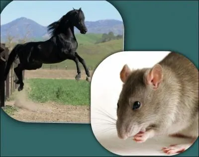 Quel est LE point commun entre un cheval et un rat ?