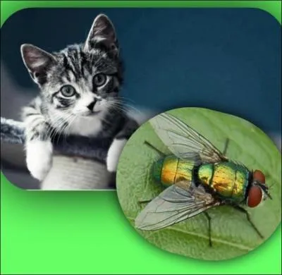 Quel est LE point commun entre un chat et une mouche ?