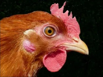 Le record d'un poulet restant sans sa tte, va russir  vivre :