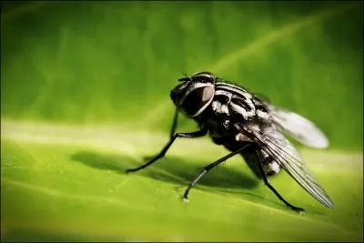 Le petit de la mouche se nomme :