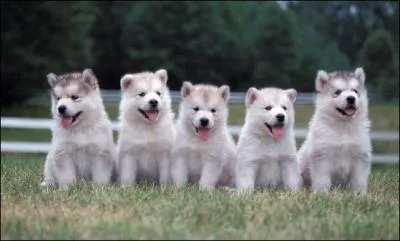 La porte la plus nombreuse du monde de chiots est de :