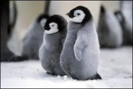 De quel film s'agit-il ?