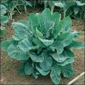 Il n'est pas réputé pour sa grande intelligence. Certaines de ses variétés auraient tendance à le prouver !